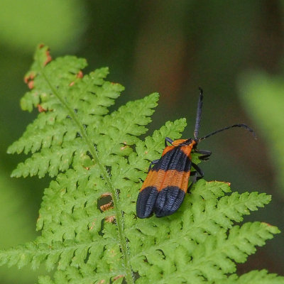 Reticulated Net-winged Beetle