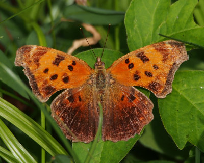 Eastern Comma, summer form