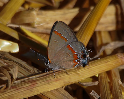 Red-banded Hairstreak