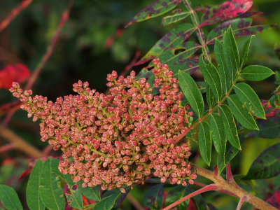 Winged Sumac