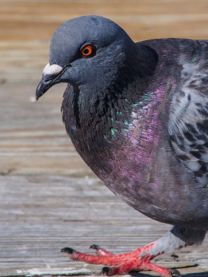 Rock Dove