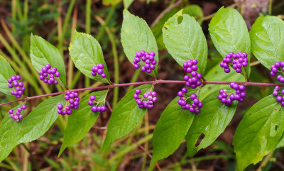 Purple Beautyberry - Callicarpa dichotoma