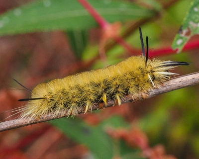 8203 - Banded Tussock moth caterpillar - Halysidota tessellaris