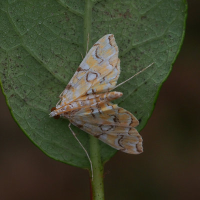 4748 - Pondside Pyralid moth - Elophilia icciusalis