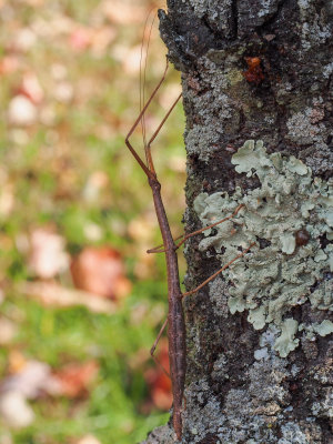 Northern Walkingstick - Diapheromera femorata ♀