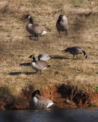 Cackling Geese & Canada Geese