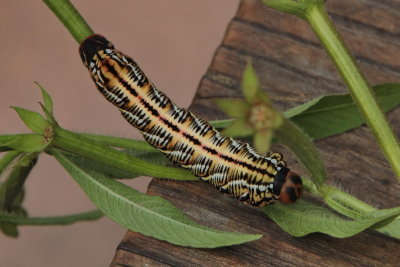 7865 Banded Sphix caterpillar