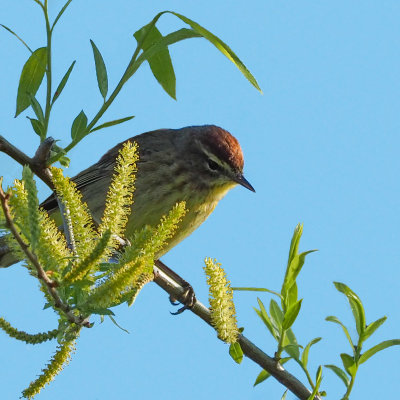 Palm Warbler