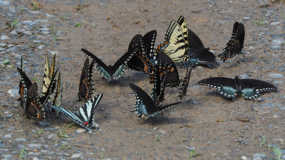 Swallowtails - Tiger, Spicebush, Zebra