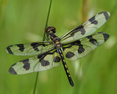 Banded Pennant, female