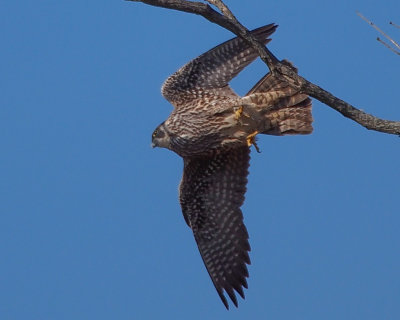 Peregrine Falcon, Juvenile