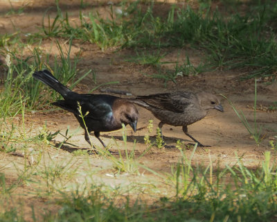 Brown-headed Cowbirds