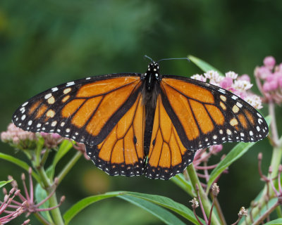 Monarch, male