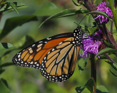 Monarch, female