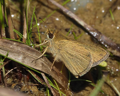 Swarthy Skipper