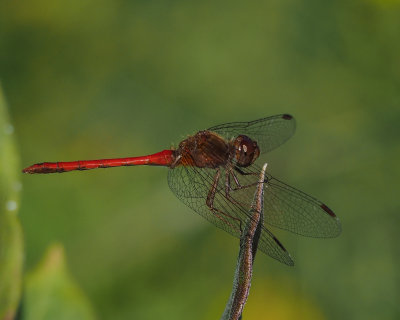 Cherry-faced Meadowhawk, male?