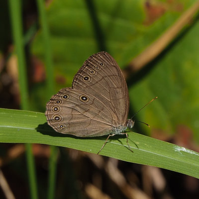 Appalachian Brown