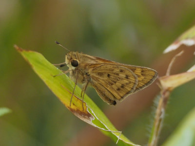 Fiery Skipper, female