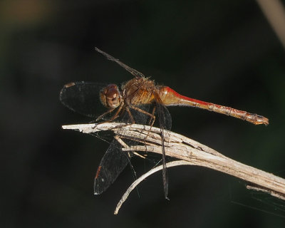 Autumn Meadowhawk, female