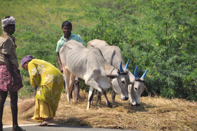 India 2011 1238.jpg