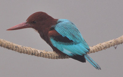 India 2011 132-1.jpg