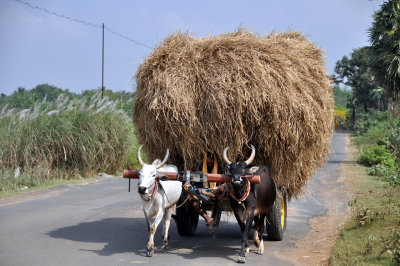 India 2011 1563.jpg