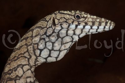 Varanus giganteus