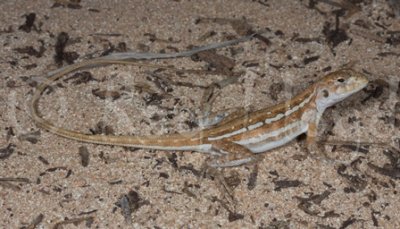 Ctenophorus badius
