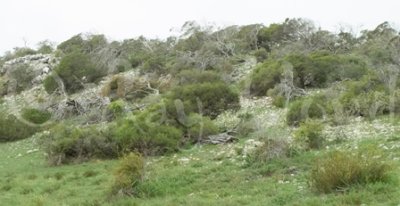 Limestone Dunes