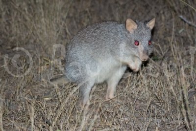 Mammals of Australia (Potoroos and Bettongs)