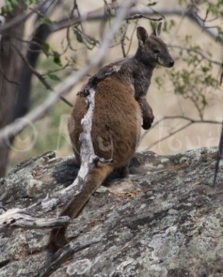Herbert's Rock-wallaby