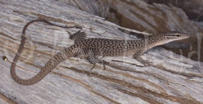 Varanus tristis