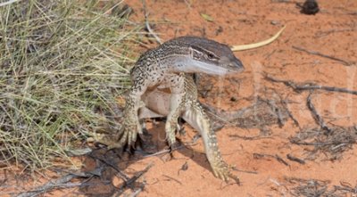 Varanus gouldii