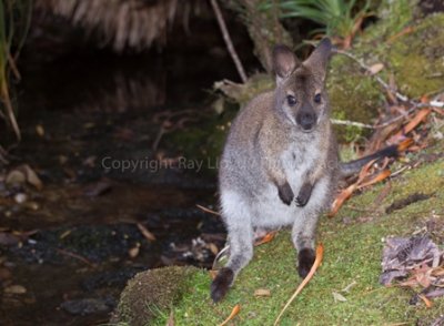 Red-necked or Bennett's Wallaby