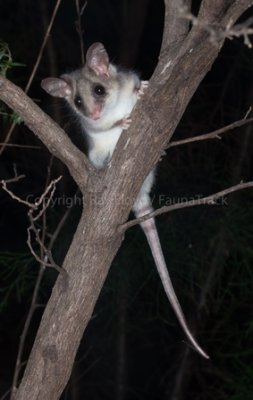 Eastern Pygmy-possum