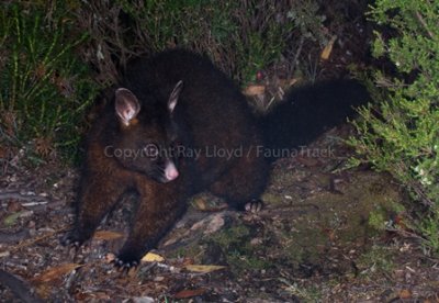 Common Brushtail Possum