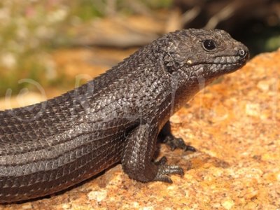 Egernia stokesii