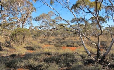 Mallee Woodland over Spinifex