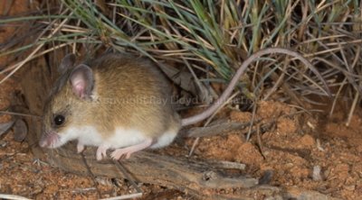 Sandy Inland Mouse
