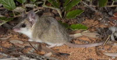 Little Long-tailed Dunnart