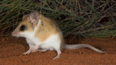 Hairy-footed Dunnart