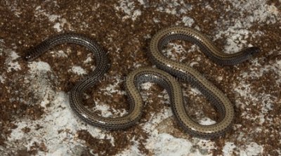 Aprasia clairae
