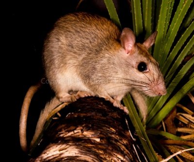Mammals of Australia (Rodents)