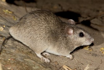 Kimberley Rock Rat