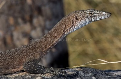 Varanus glebopalma