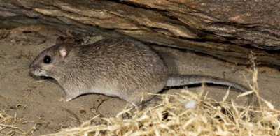 Kimberley Rock Rat