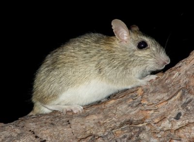 Brush-tailed Rabbit-rat