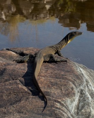 Varanus mertensi