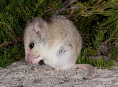 White-tailed Dunnart