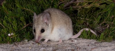 White-tailed Dunnart